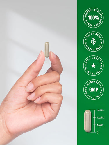 View 7 A hand holds a light brown-green CL Echinacea capsule, next to a scale measuring it at three-quarters inch long.