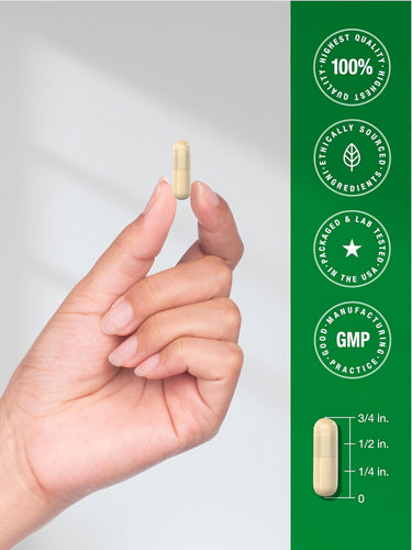 View 7 CL Marshmallow capsule held in a hand, measured against a ruler showing a length of 3/4 inch.